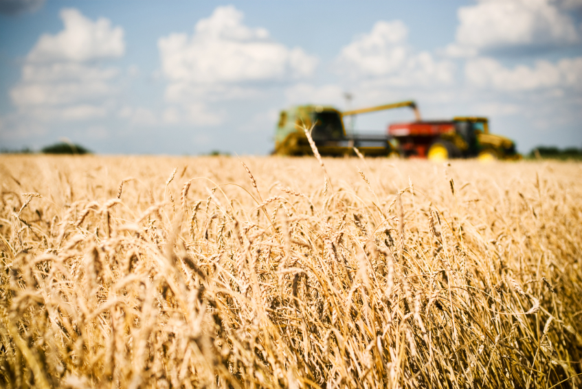 Field of golden wheat on a beautiful day with a combine pouring the harvest into a grain truck.