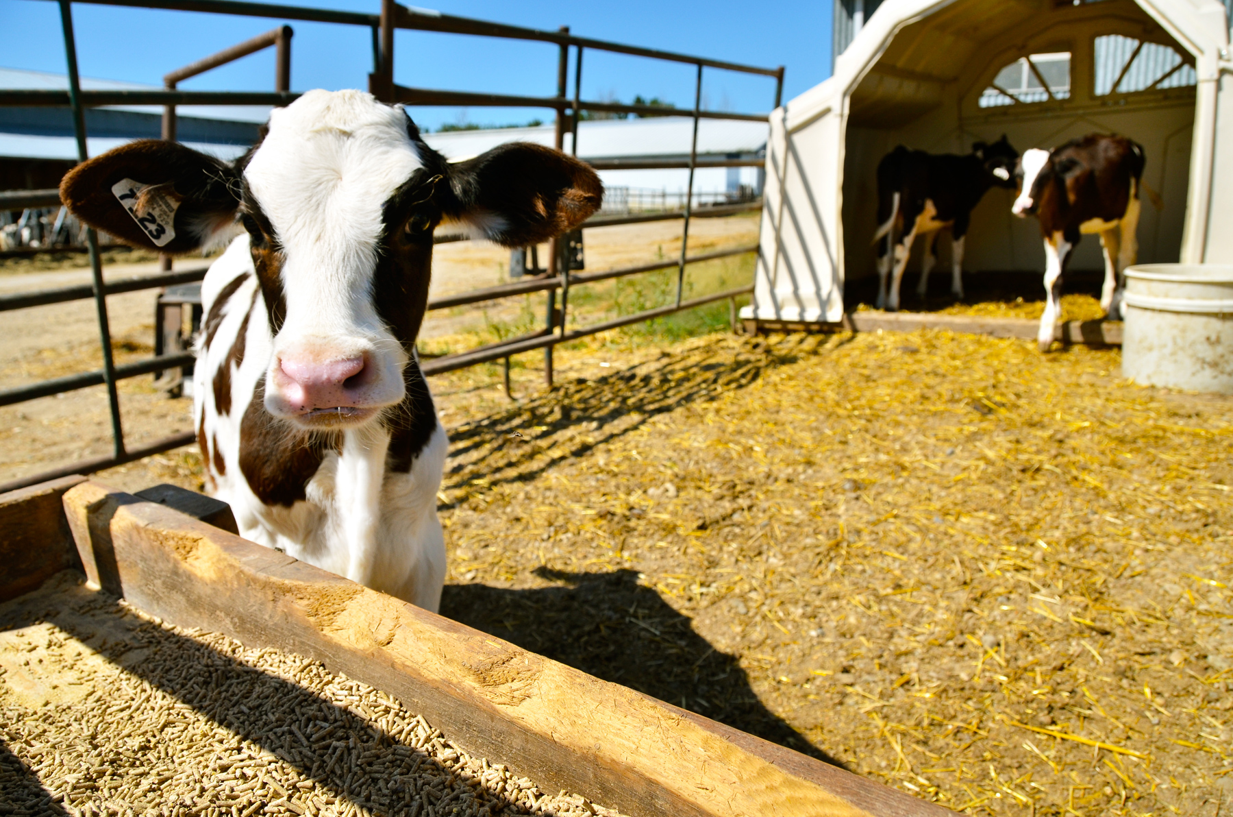 Black and white dairy cows in a small fenced area.