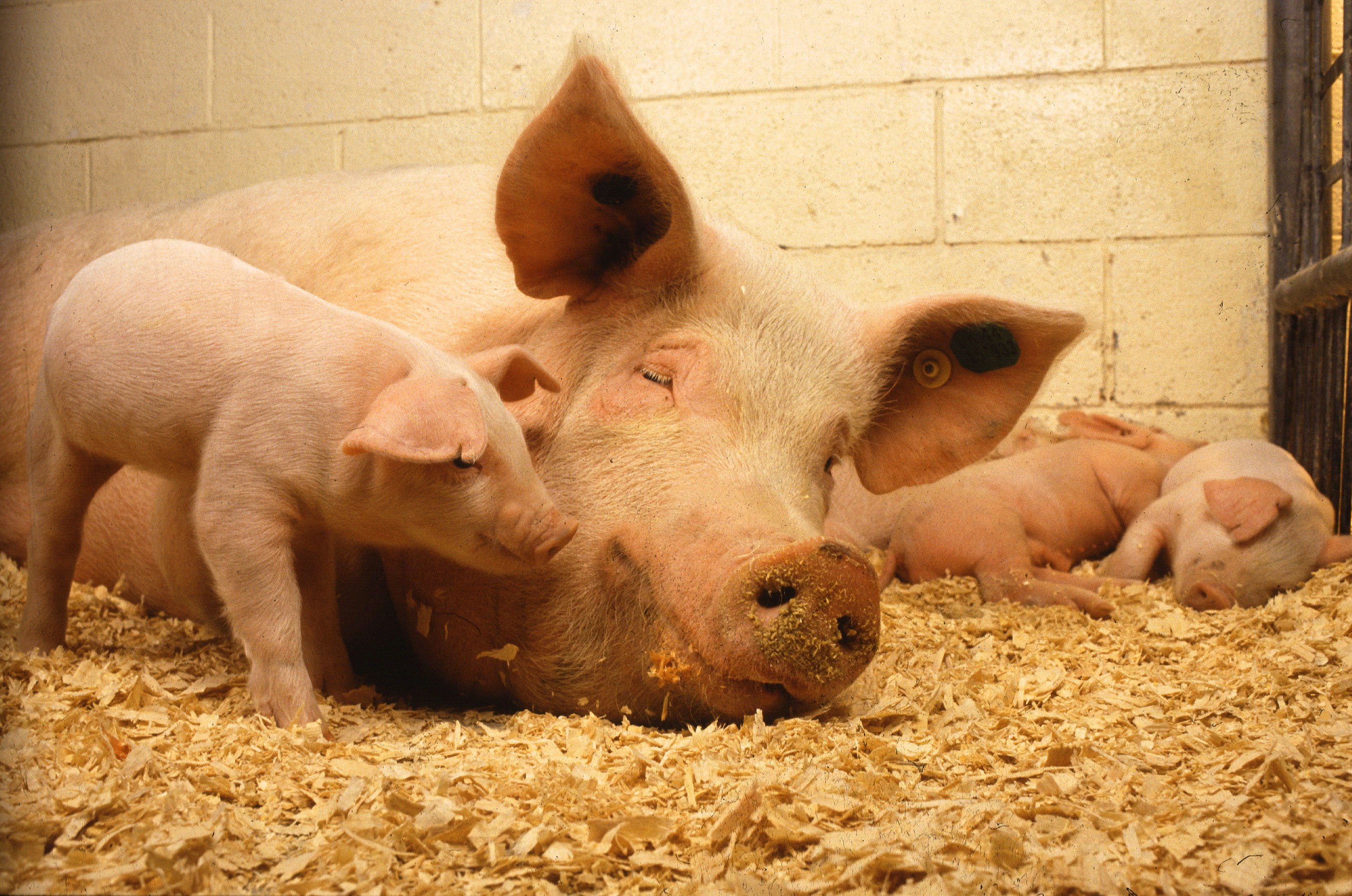 Mama pig sleeping among several piglets in an indoor stall with wood shavings on the ground.